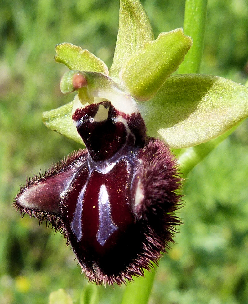 Ophrys incubacea